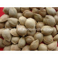 Sweet Almond in Shell (youyi 18-20mm)